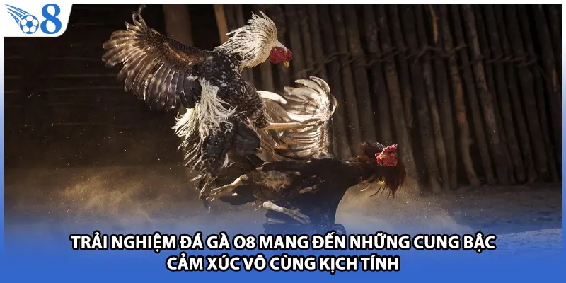 Trải nghiệm đá gà O8 mang đến những cung bậc cảm xúc vô cùng kịch tính
